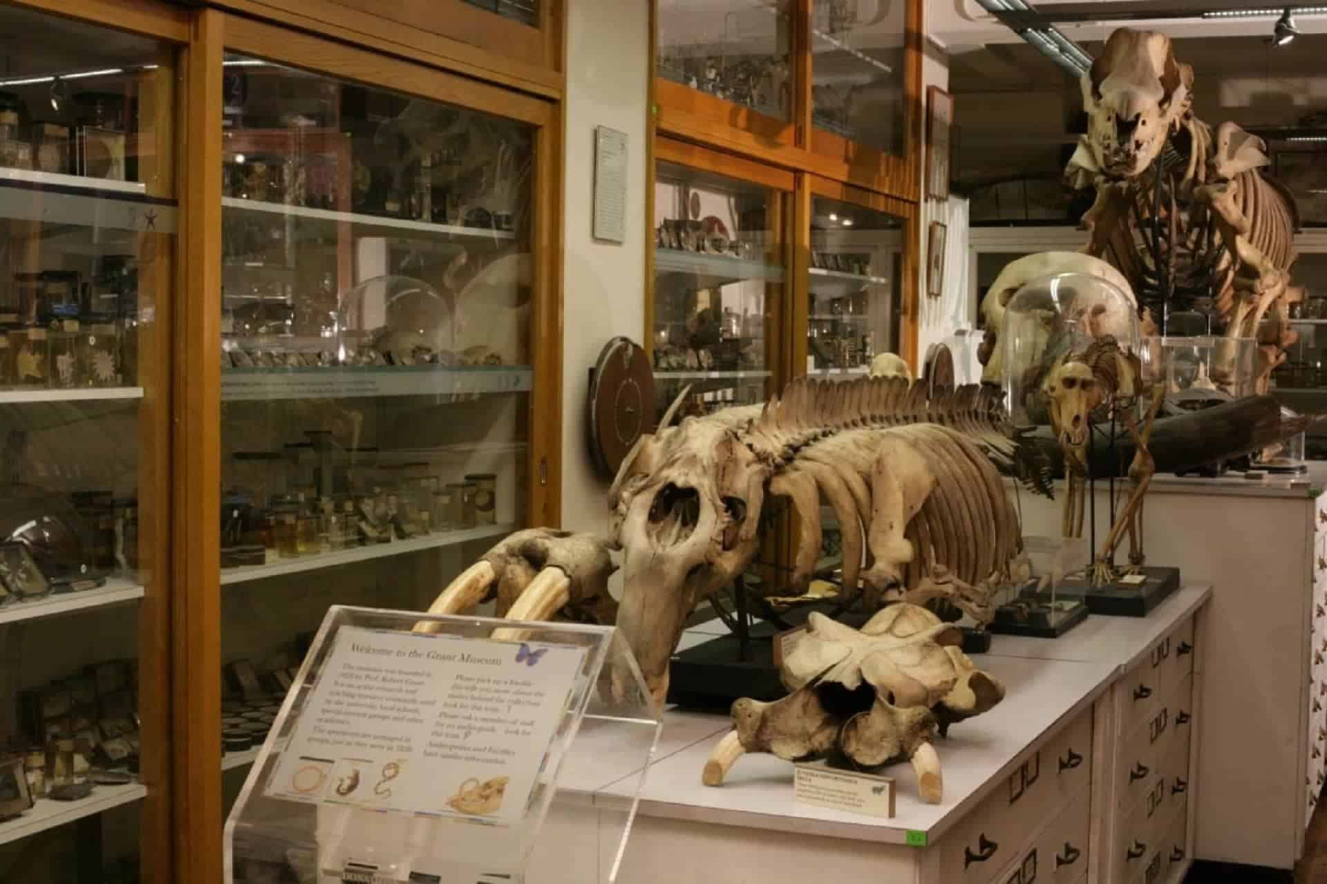 grant museum of zoology